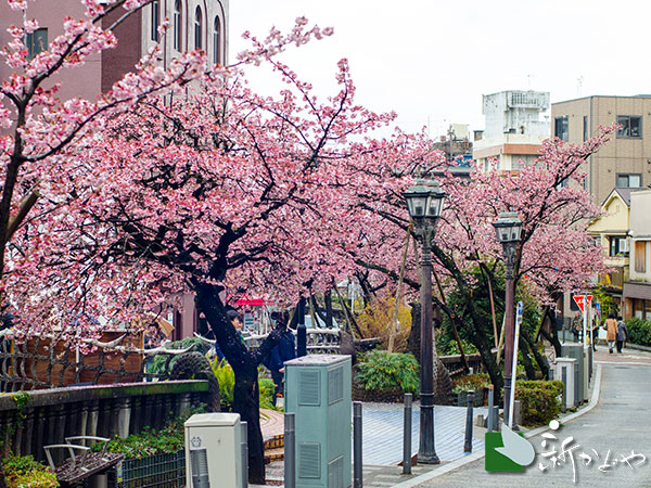 早咲きの桜が満開の糸川遊歩道