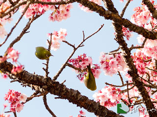 桜の開花を楽しむメジロ