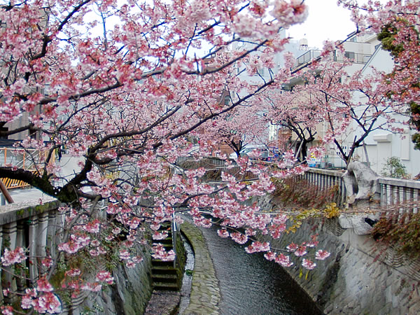 あたみ桜 糸川桜まつり 熱海温泉の旅館 公式 熱海の癒 ゆ 新かどや