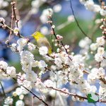 熱海梅園 梅開花