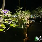 熱海ジャカランダフェスティバル ライトアップ