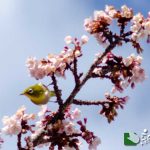 あたみ桜 糸川桜まつり