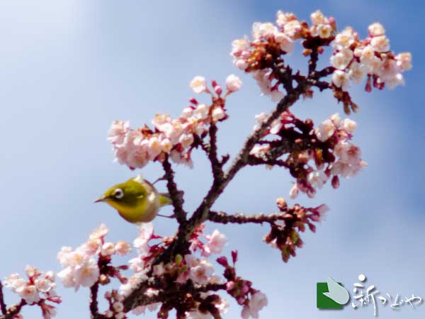あたみ桜 糸川桜まつり