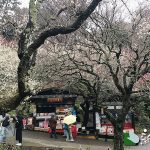 熱海梅まつり 開花情報
