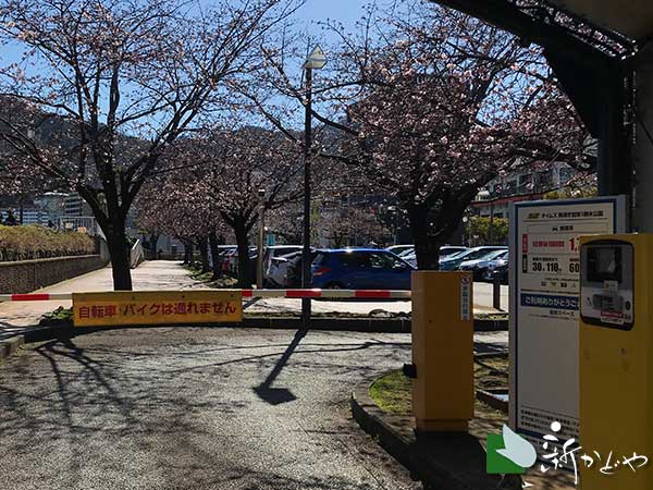 親水公園脇駐車場の桜