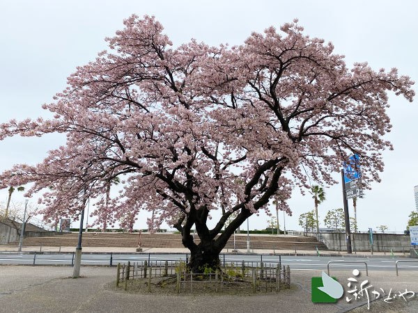 熱海 海岸 渚小公園の桜