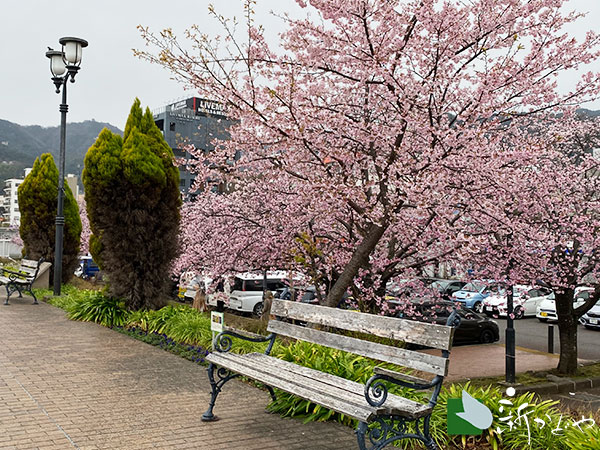 熱海 海岸 親水公園 スカイデッキのベンチと桜