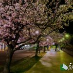 熱海海岸 親水公園 夜桜