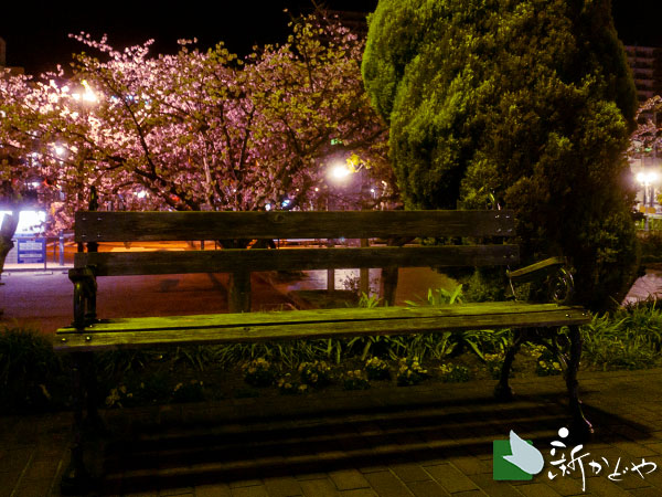 熱海海岸 夜桜見物