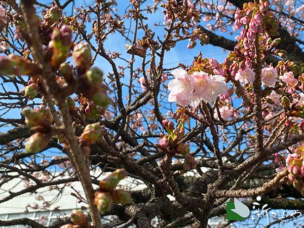 あたみ桜