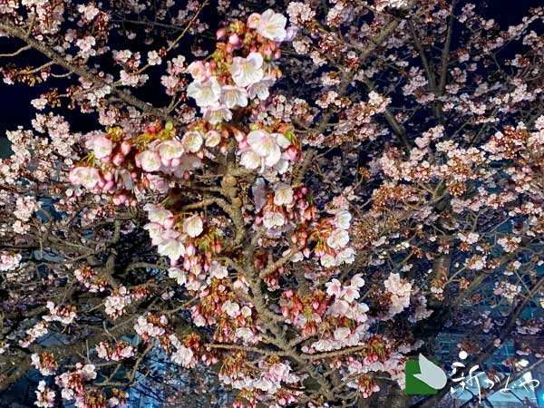 あたみ桜 開花状況