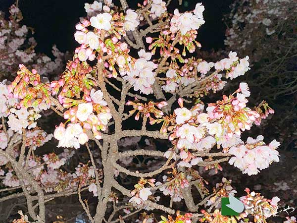 あたみ桜