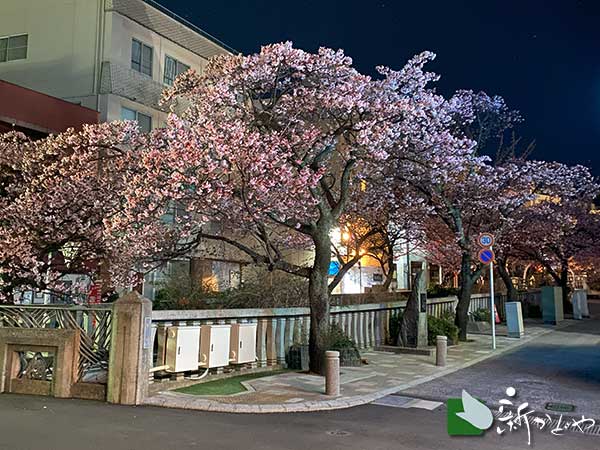 あたみ桜 開花状況