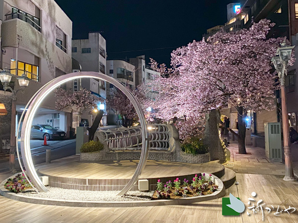 あたみ桜 開花状況