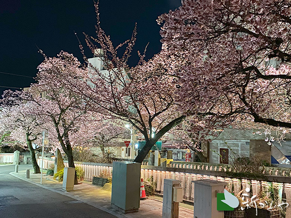 あたみ桜 開花状況