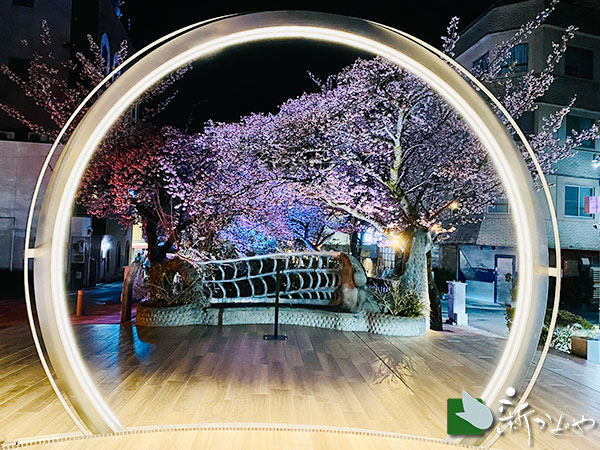 あたみ桜 開花状況