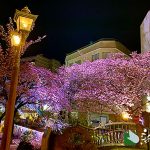 あたみ桜 熱海糸川 桜まつり