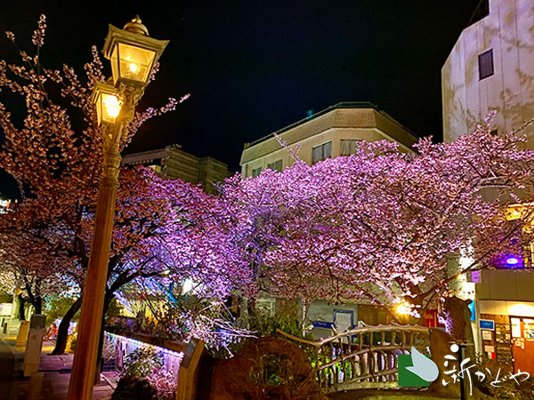 あたみ桜 熱海糸川 桜まつり