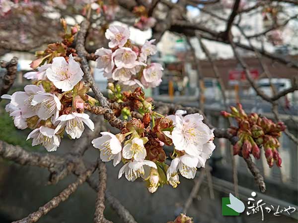 あたみ桜 熱海糸川 桜まつり