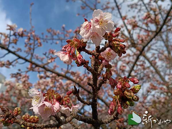 あたみ桜 開花状況