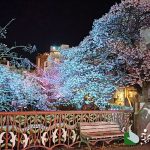 あたみ桜 熱海糸川 桜まつり