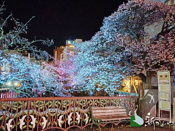 あたみ桜 熱海糸川 桜まつり