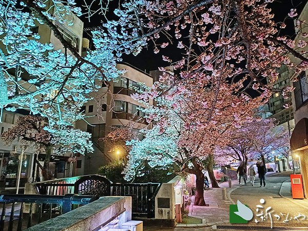 熱海温泉あたみ桜まつり開催中！