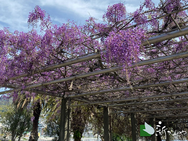 熱海サンレモ公園