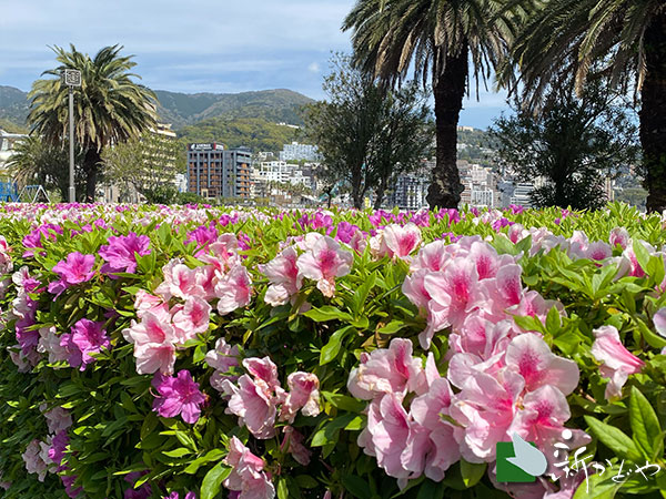 熱海サンレモ公園